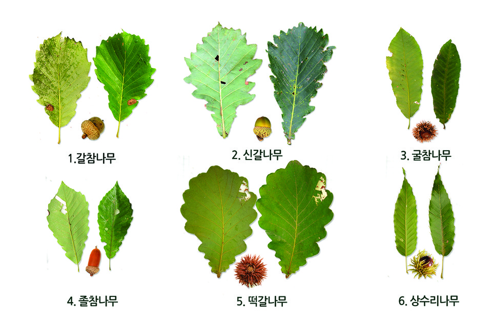 도토리 6형제의 잎과 열매