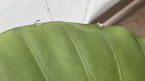 알로카시아 잎에 맺힌 물방울